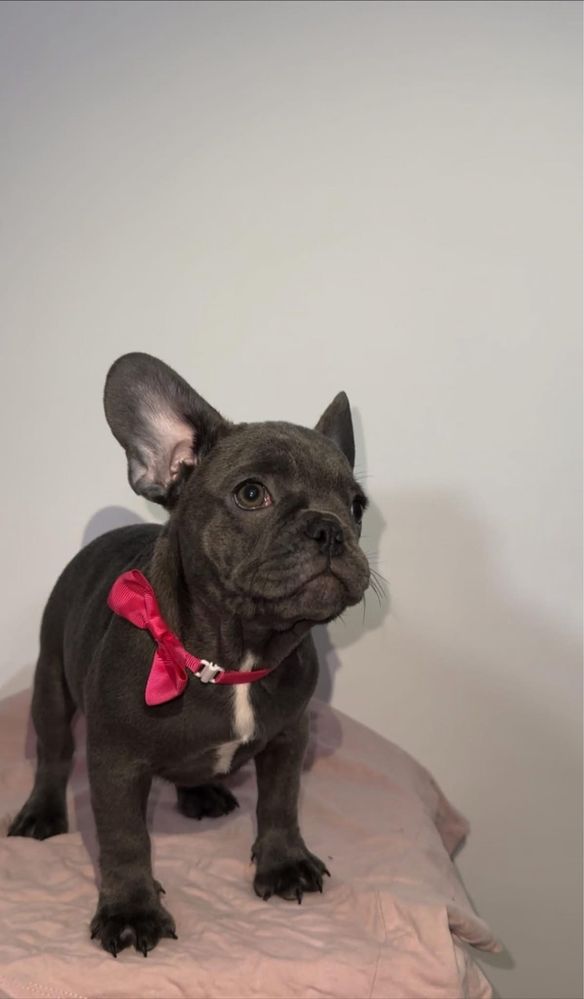 Bulldog francez fetita