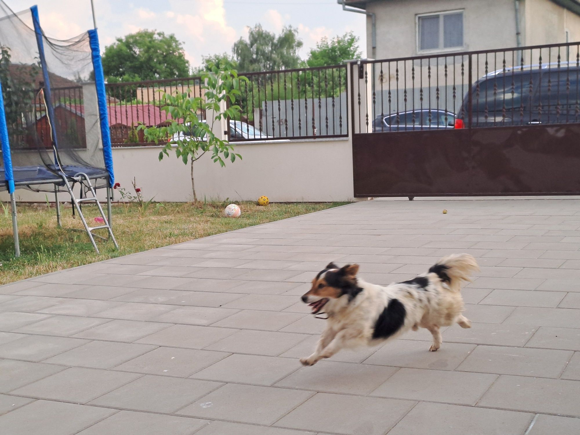 Donez câine de curte, talie medie, bun de pază