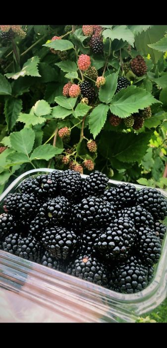 Dulceturi diverse