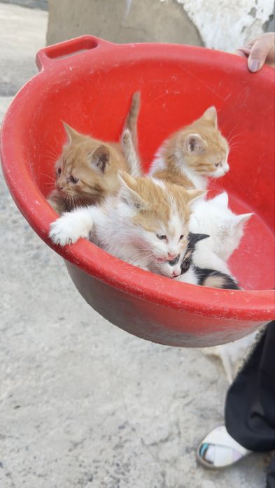 Mushuk bollari sotiladi xonaki hammasi chiroyli