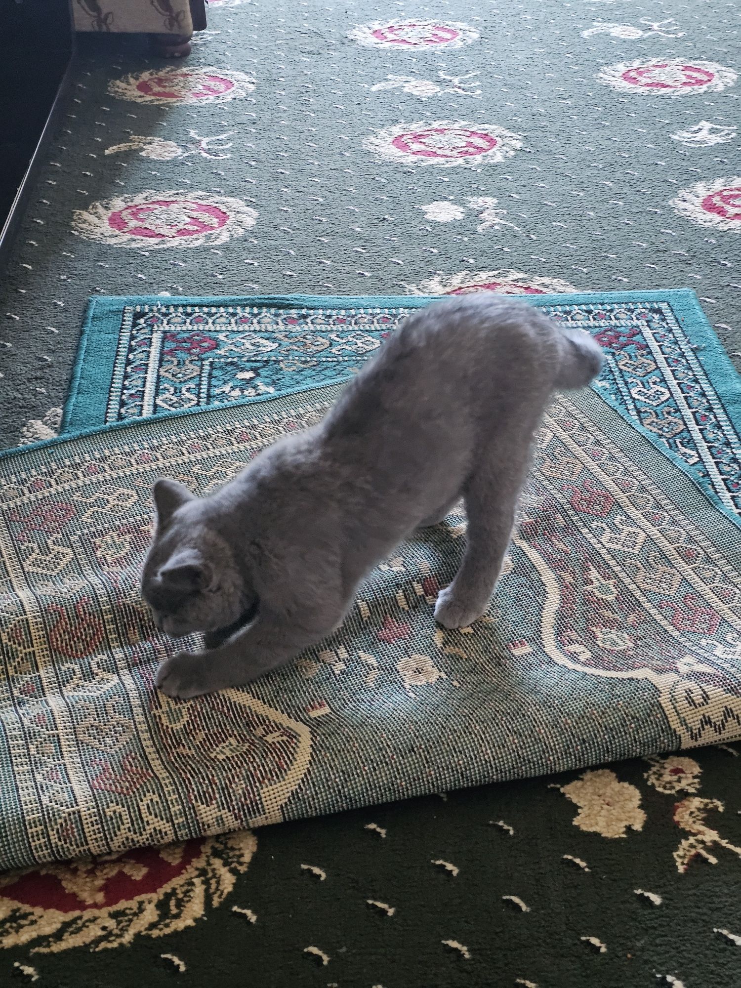 Коротко шёрстый британец котик