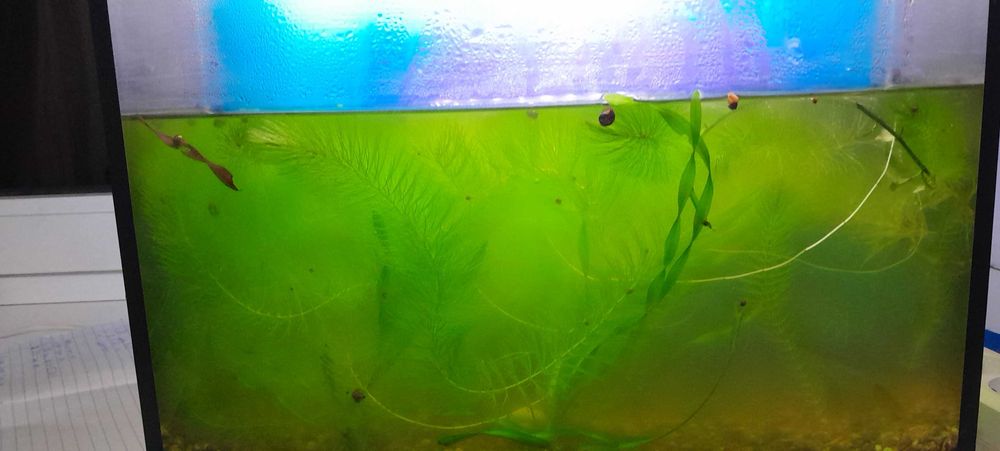 Акварумный водоросли и улитки