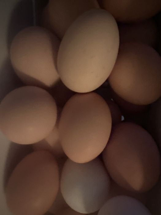 Oua consum si gaini outoare