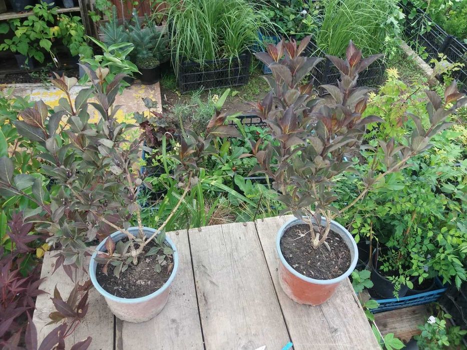 Вайгела – Налични 4 вида  Студоустойчива