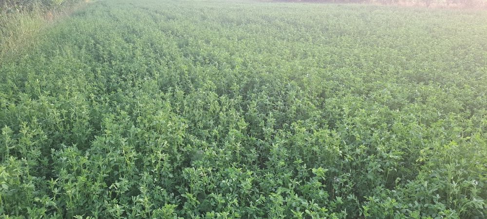 Baloti lucernă rotunzi