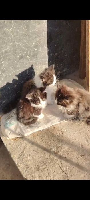 Бесплатно отдаются котята