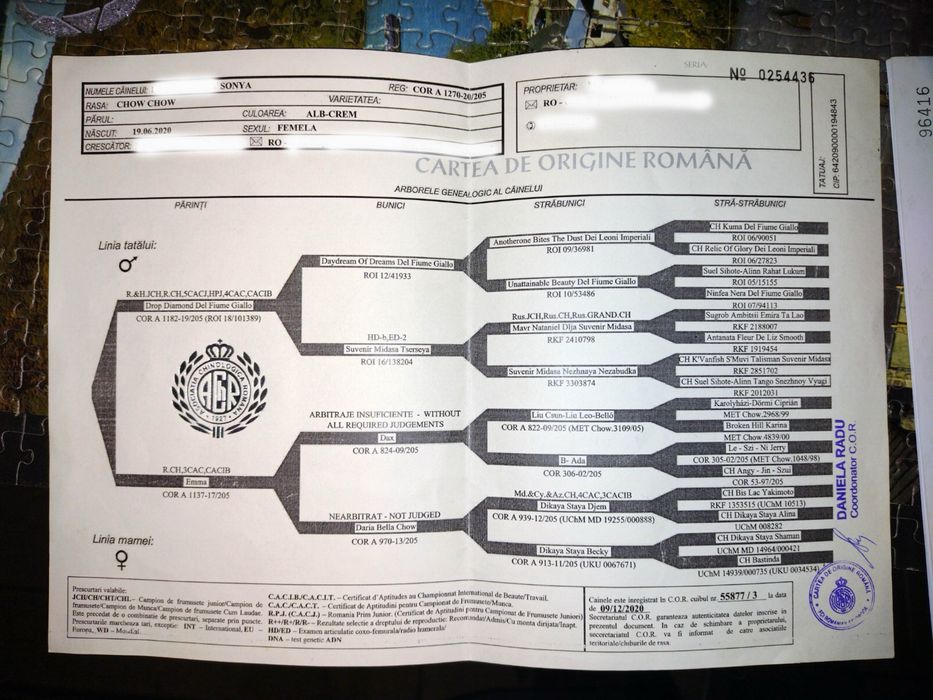 Chow Chow o mică prințesă