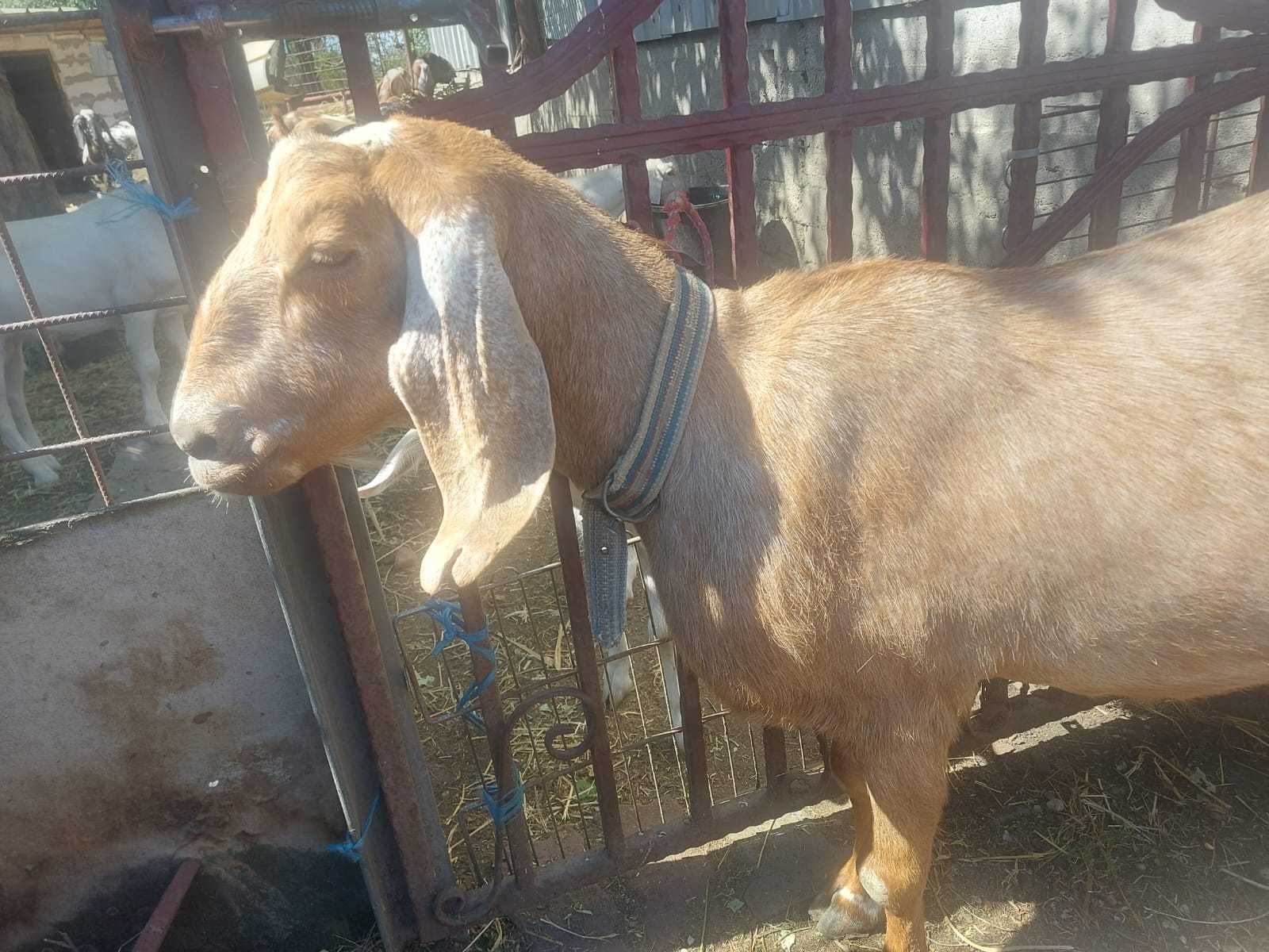 Capra anglonubiana de vanzare