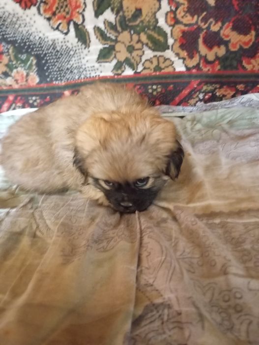 Продаю щенят в хорошие руки