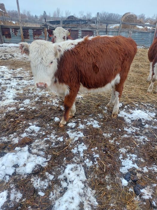 Продам телят в городе