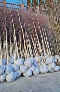 Mesteacan alb ( Betula Alba)