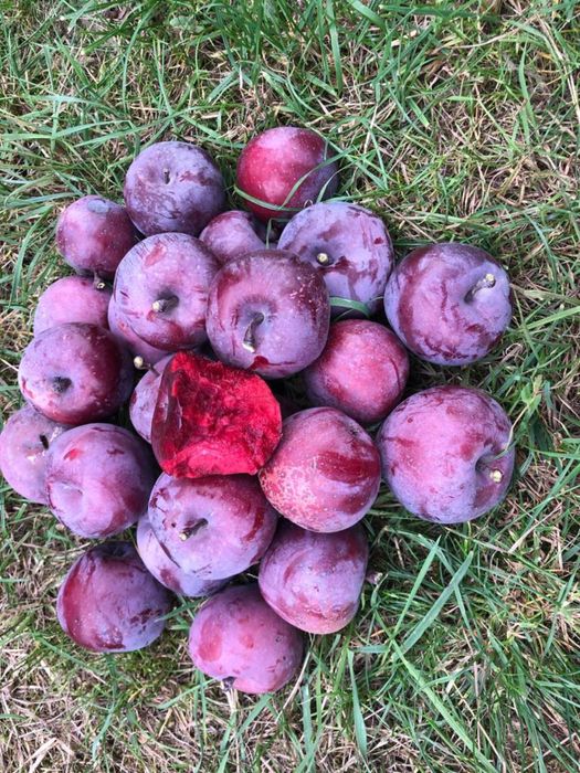 Măr red LOVE baya marissa