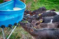 Сухое молоко для животных