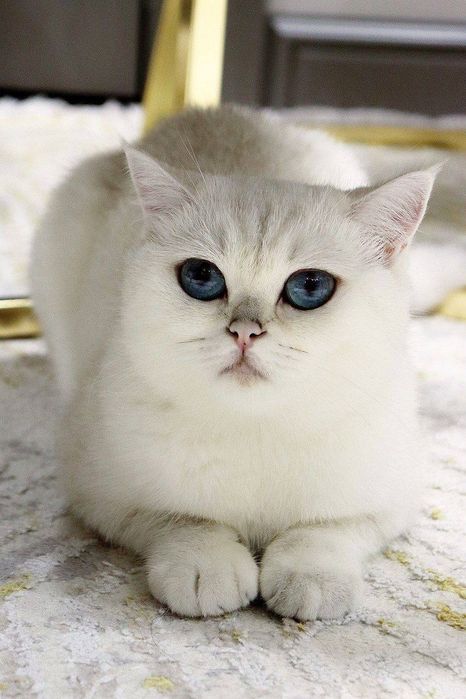 Продаётся кошка Тиффани 2.5 года