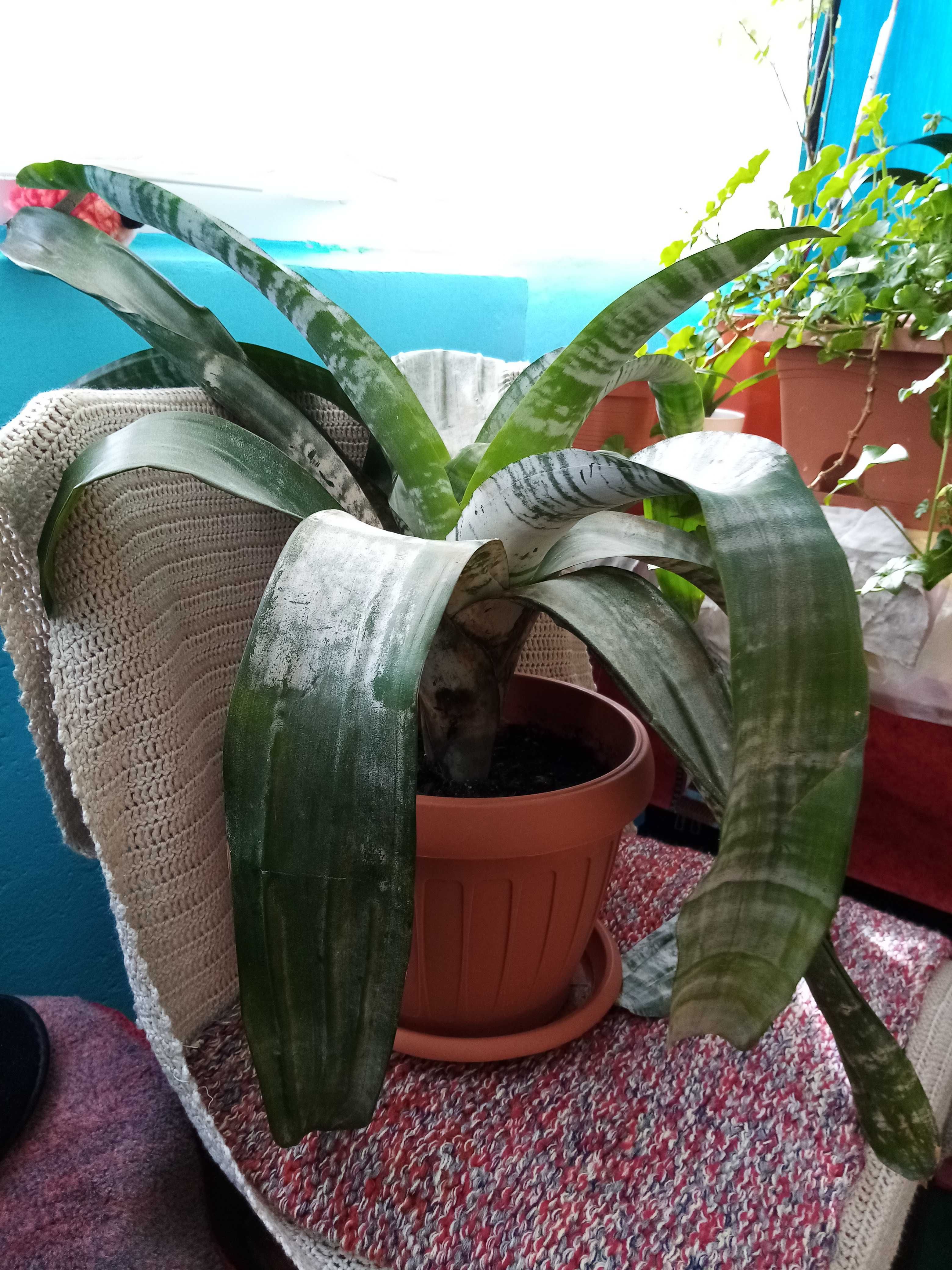 Vand o plantă de interior matură de Aechmea Primera