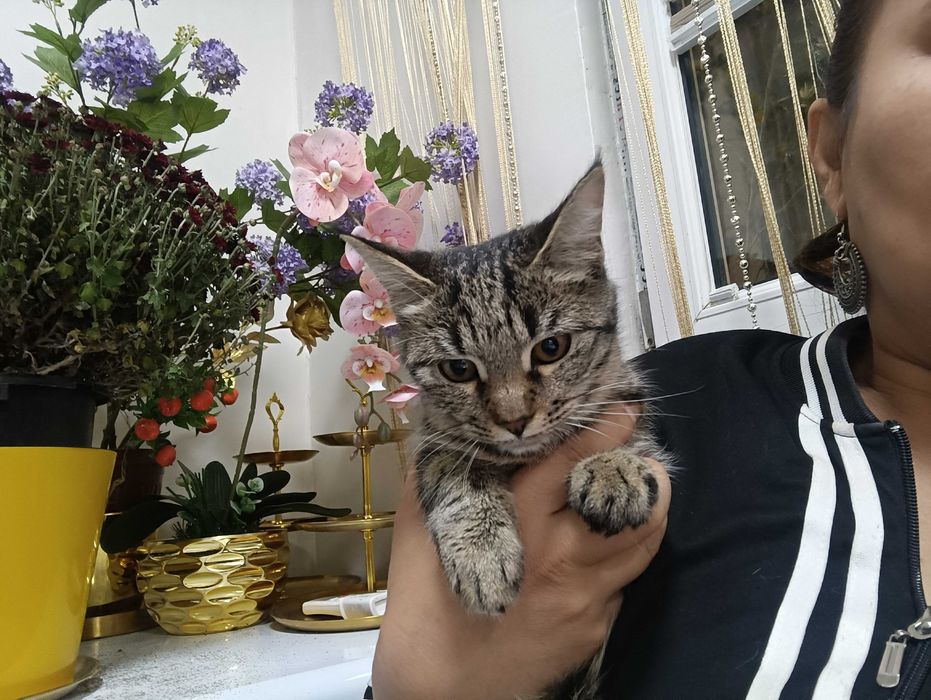 Кошки, стерилизация в подарок