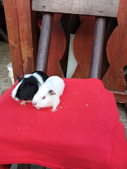 Pui de porcușori de Guineea