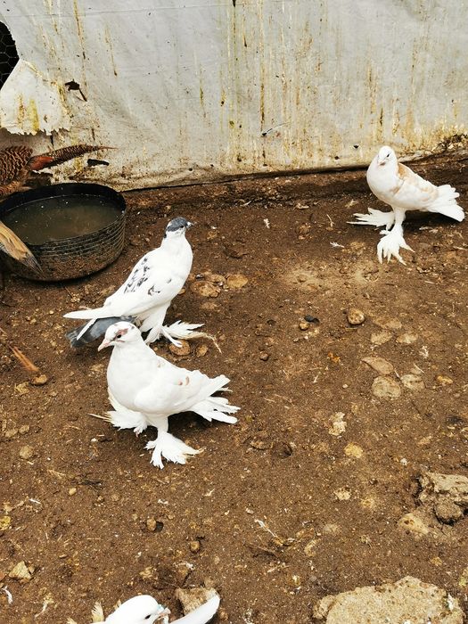 Femele Gusat de pomerania