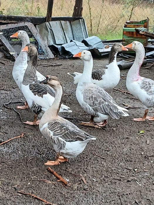 Gaste mari și grase