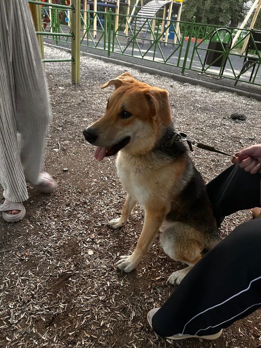 Отдам собаку в добрые руки