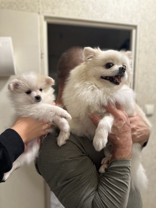 Женско померанче