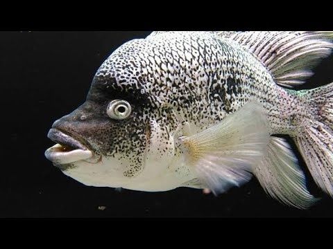 Продам  - гаитянская цихлида