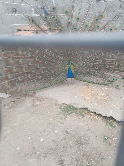 Паун мъжки индийски 4 годишен