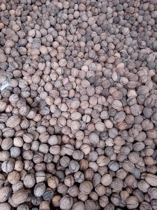 Vand nuci de anul acesta