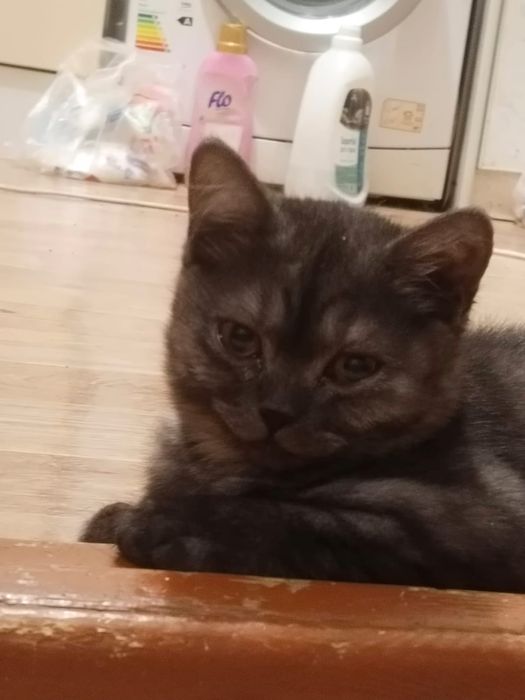 Срочно, срочно отдам породистых котят