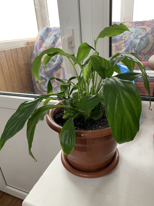 Женское счастье-Комнатный цветок