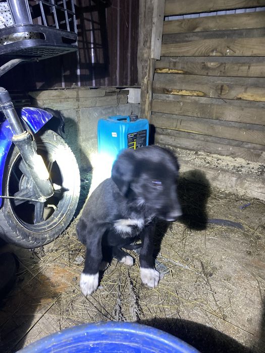 таза шашақ сатылады 30 мын