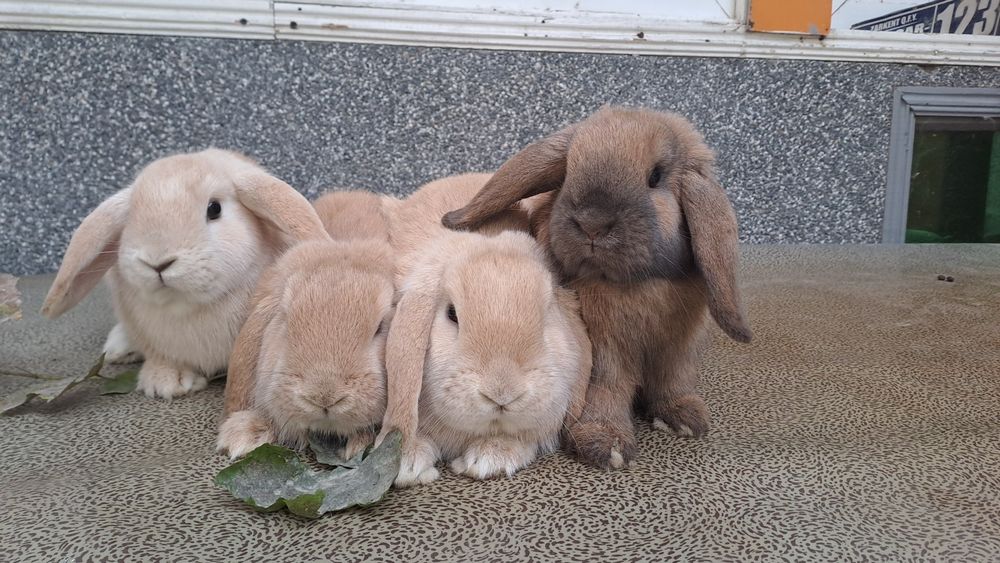 Quyonlar sotiladi. 7 oylik.