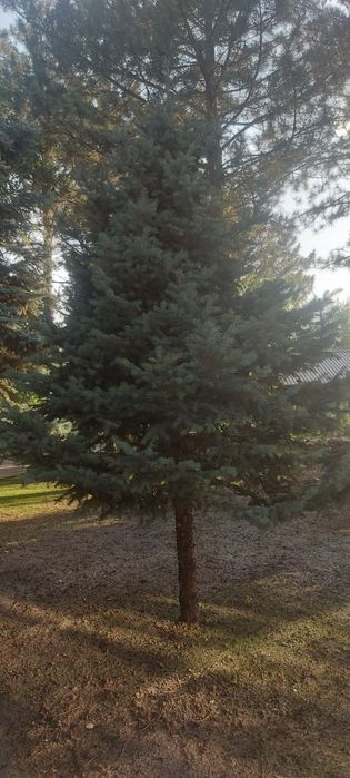 Gazon ekish xizmati  bog'bon xizmati