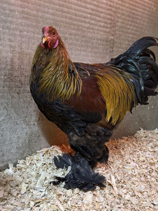 Oua incubat pui de o zi din pasari de rasa Brahma Australorp Araucana