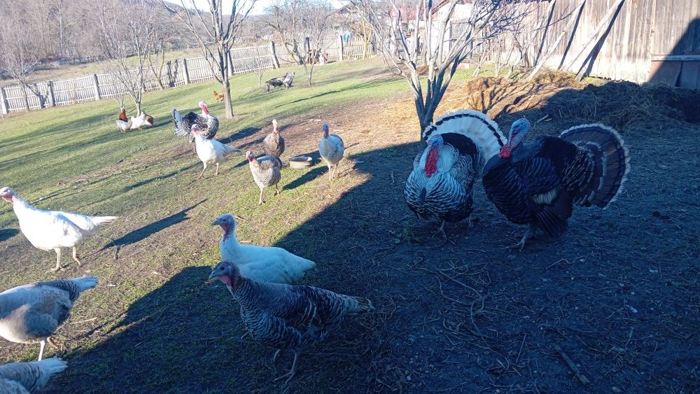 Vând 2 ieduti tineri