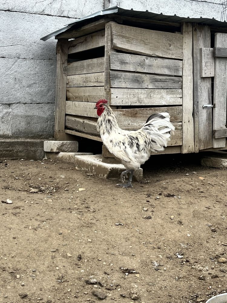 Pereche australorp