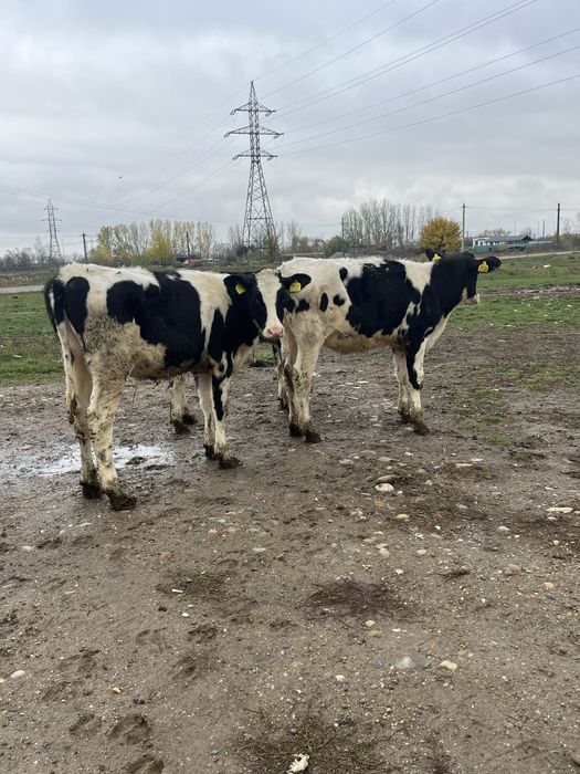 Vitele holstein rasa pura