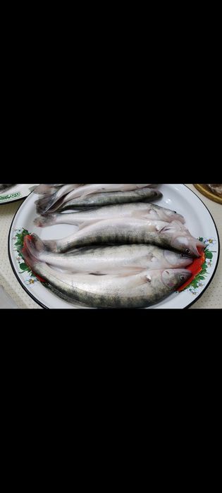 Свежий судак Атырау жайық