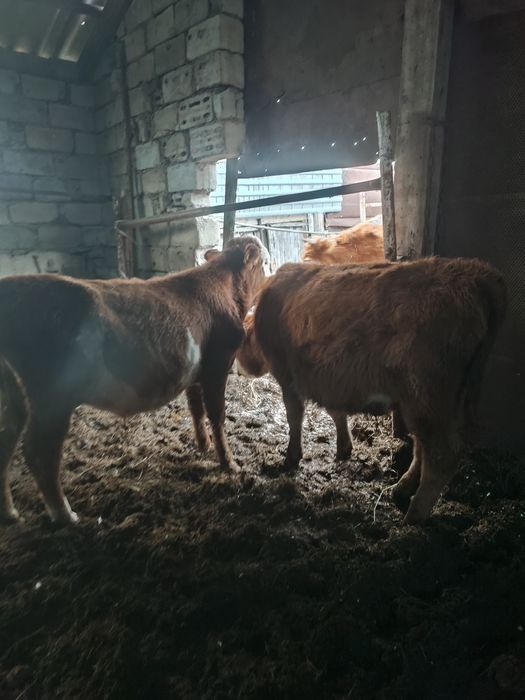 Продам два бычка