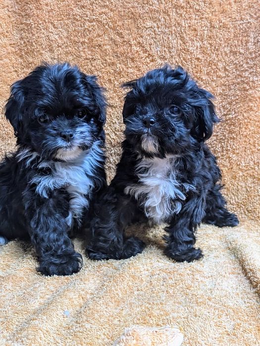 Щенки Мальтипу F-1