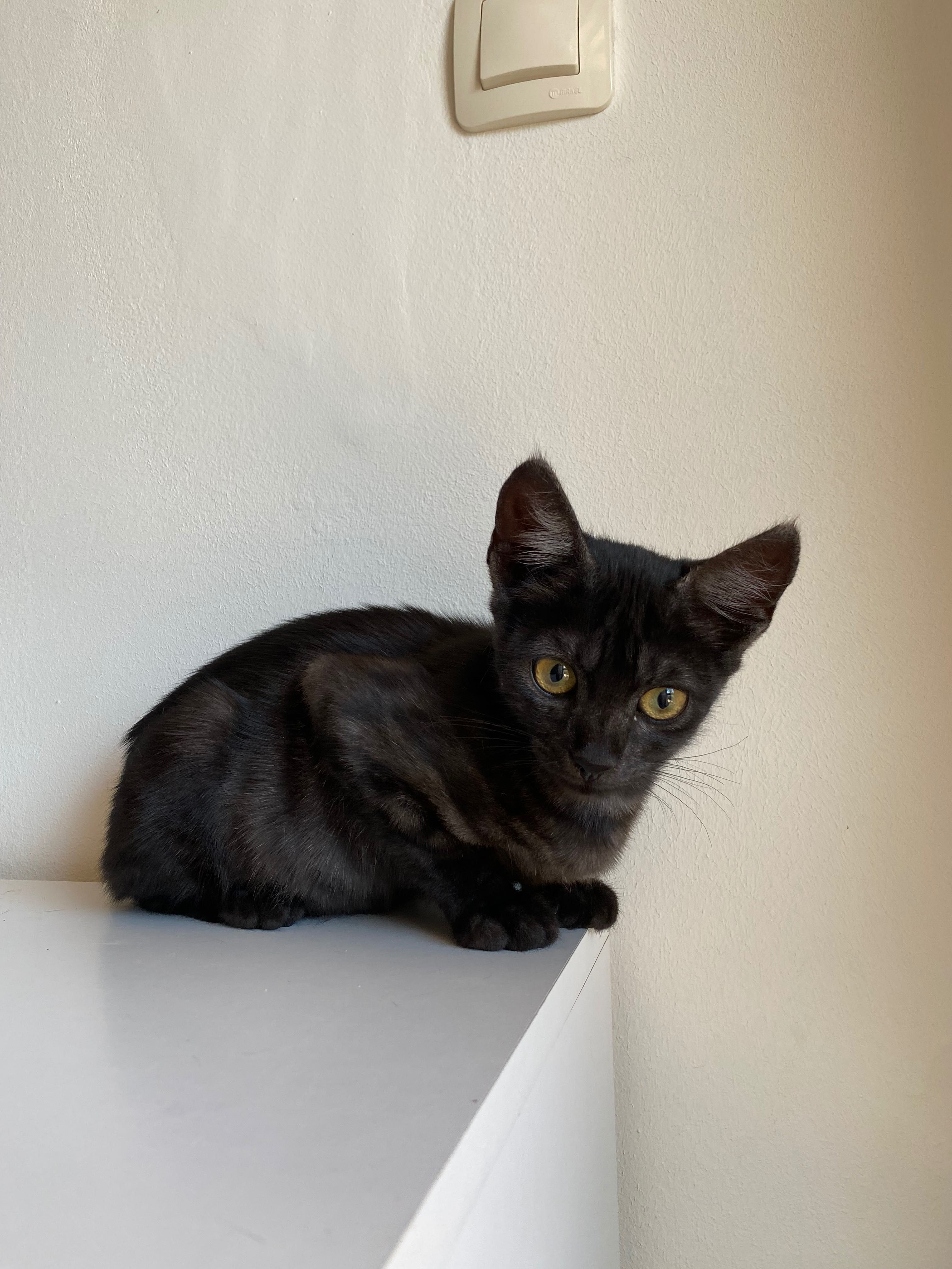 Момиче котка  на 3 месеца.