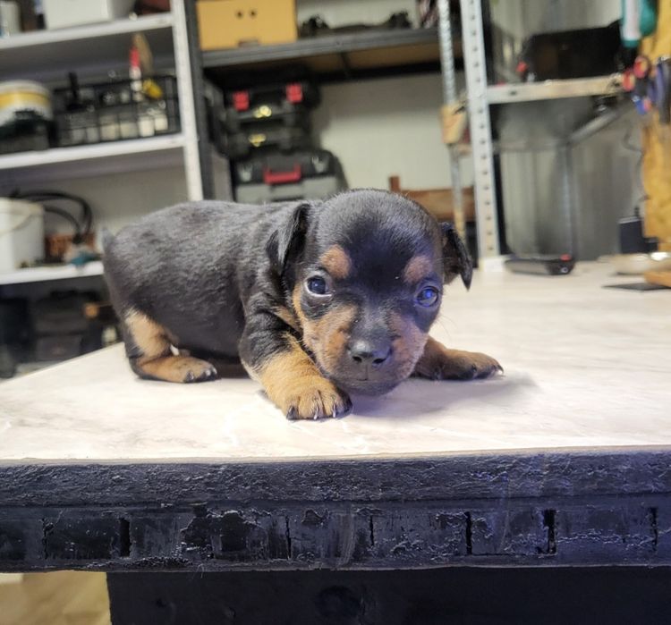 Пинчери сърнист бял