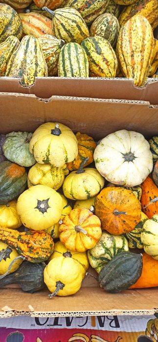 Тикви  за декорация