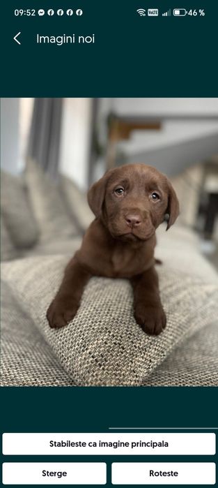 Labrador ciocolatiu femela