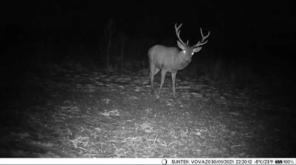 Camera video vanatoare noua 4 bucati