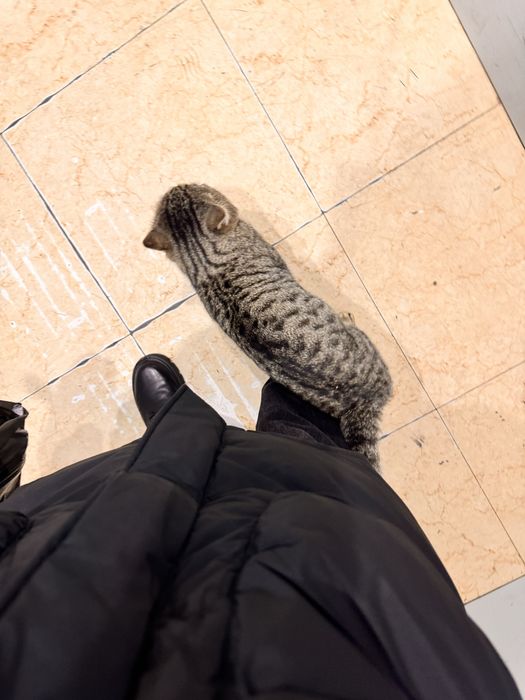 В поиске дома срочно