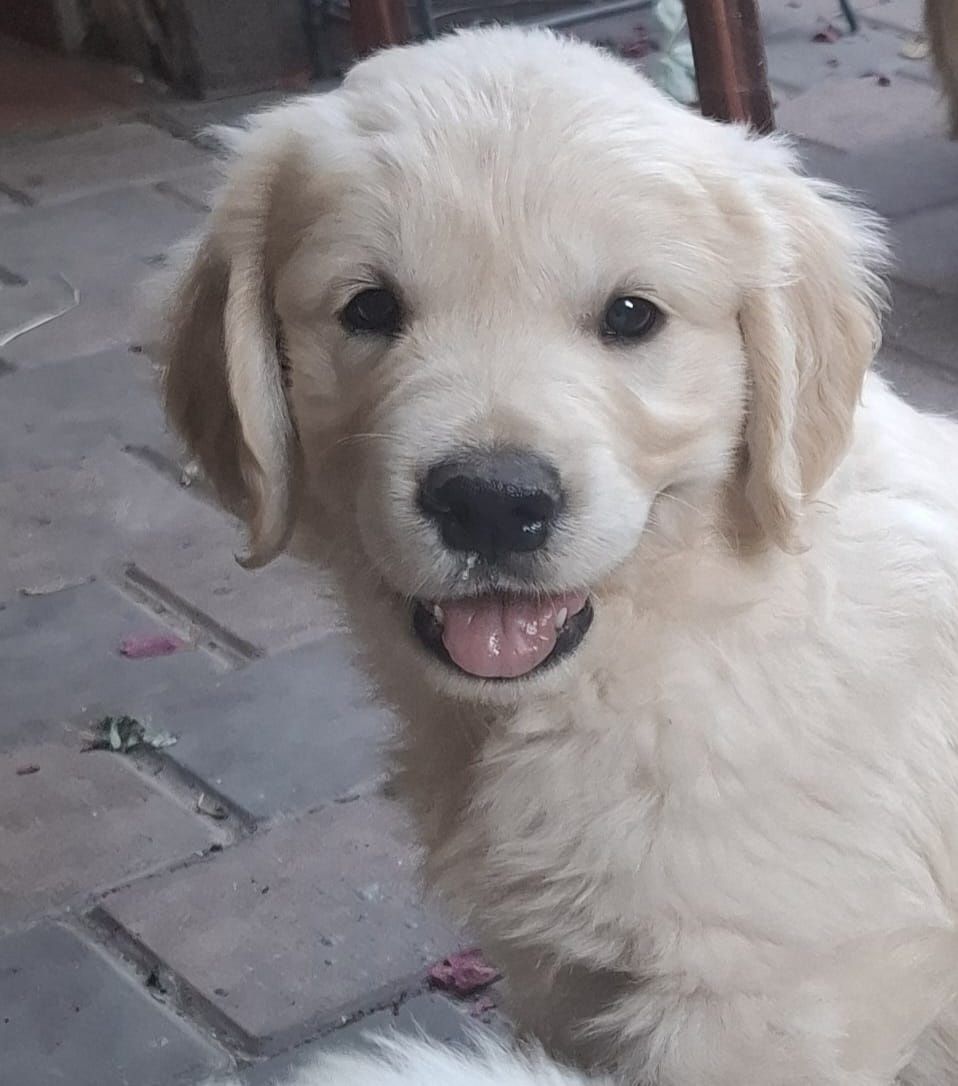 OFERTA VERII! Vand catelusa golden retriever,SUPERBA!