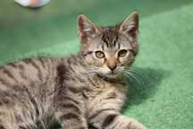 Ofer spre adoptie motanel varsta 4 luni