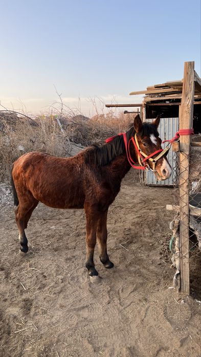 Тай сатылады міңгі