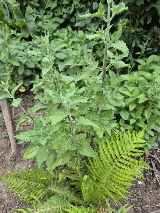 Рассада мелисса домашняя